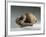 Terracotta Figure known as Sleeping Lady, from Hal Saflieni Hypogeum-null-Framed Giclee Print