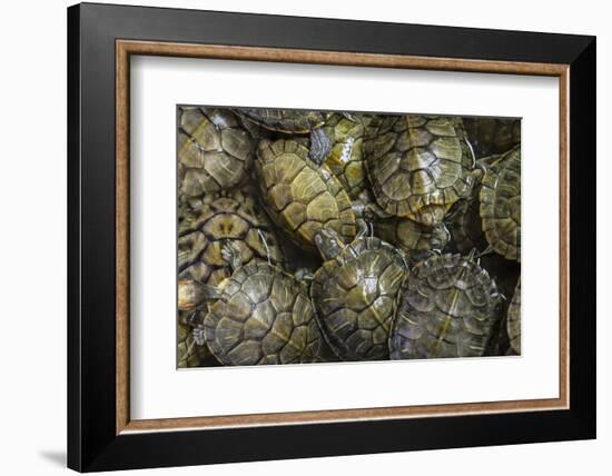 Terrapins at Market, Guilin, Guangxi, China, Asia-Janette Hill-Framed Photographic Print