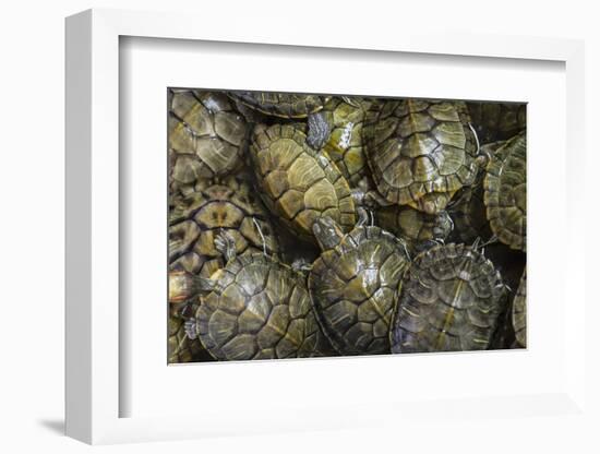 Terrapins at Market, Guilin, Guangxi, China, Asia-Janette Hill-Framed Photographic Print