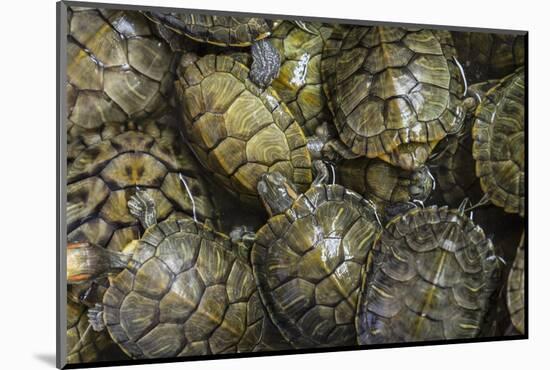 Terrapins at Market, Guilin, Guangxi, China, Asia-Janette Hill-Mounted Photographic Print