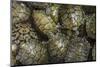 Terrapins at Market, Guilin, Guangxi, China, Asia-Janette Hill-Mounted Photographic Print