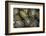 Terrapins at Market, Guilin, Guangxi, China, Asia-Janette Hill-Framed Photographic Print