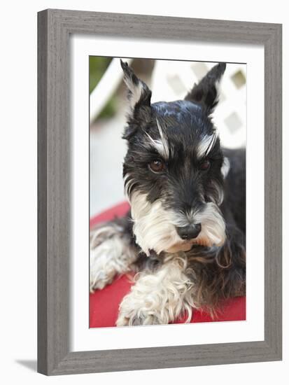 Terrier-Karyn Millet-Framed Photographic Print