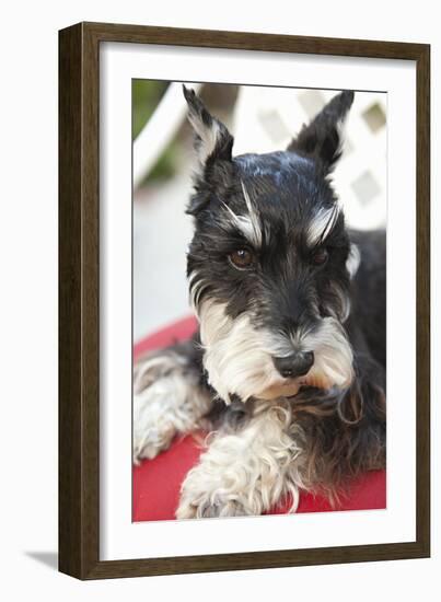 Terrier-Karyn Millet-Framed Photographic Print