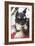 Terrier-Karyn Millet-Framed Photographic Print