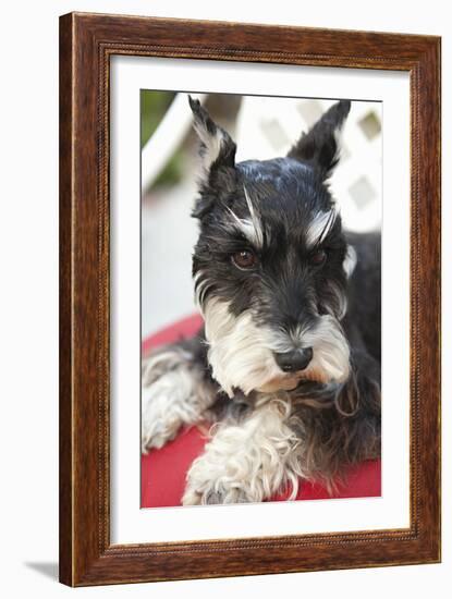 Terrier-Karyn Millet-Framed Photographic Print