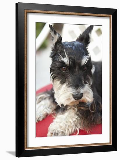 Terrier-Karyn Millet-Framed Photographic Print