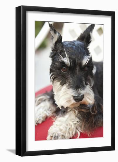 Terrier-Karyn Millet-Framed Photographic Print