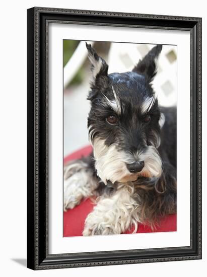 Terrier-Karyn Millet-Framed Photographic Print