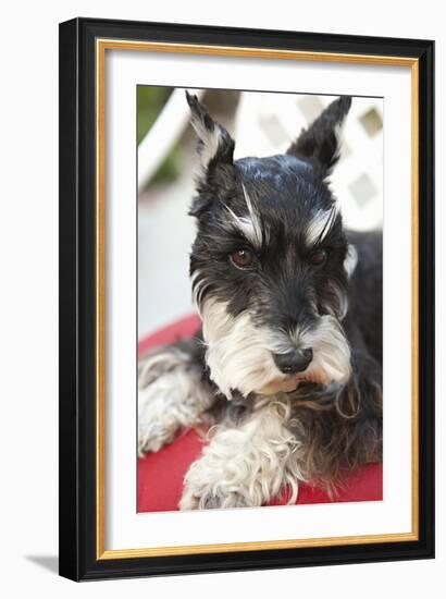 Terrier-Karyn Millet-Framed Photographic Print