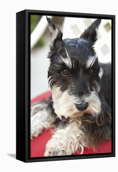 Terrier-Karyn Millet-Framed Premier Image Canvas