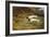 Terriers on a Hare-Thomas Blinks-Framed Giclee Print