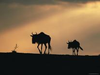 Two Wildebeest, at Sunset, Kenya-Terry Andrewartha-Mounted Photographic Print