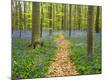 Premium Photographic Print