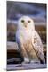 Premium Photographic Print