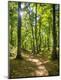 Photographic Print