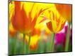 Premium Photographic Print