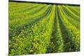 Premium Photographic Print