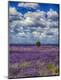 Premium Photographic Print
