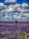 Premium Photographic Print