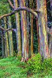 Hawaii, Maui, Rainbow Eucalyptus Trees-Terry Eggers-Photographic Print