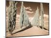 Photographic Print