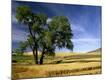 Photographic Print