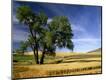 Photographic Print