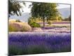 Premium Photographic Print