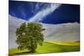 Photographic Print