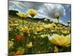 Premium Photographic Print