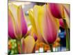 Premium Photographic Print