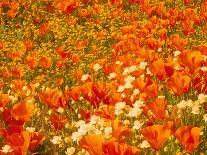 Poppies and Cream Cups, Antelope Valley, California, USA-Terry Eggers-Photographic Print