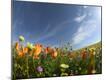Premium Photographic Print