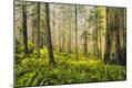 Photographic Print