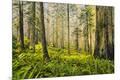 Photographic Print