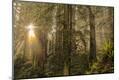 Photographic Print