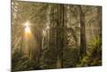 Photographic Print