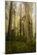 Photographic Print