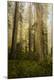 Photographic Print