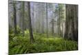 Photographic Print