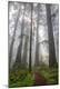 Photographic Print