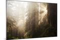 Photographic Print