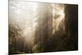 Photographic Print