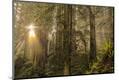 Photographic Print