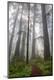 Photographic Print