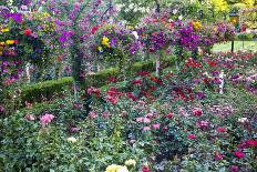 Rose Garden at Butchard Gardens in Full Bloom, Victoria, British Columbia, Canada-Terry Eggers-Photographic Print