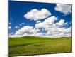 Photographic Print