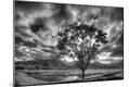 Photographic Print