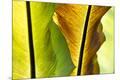 Premium Photographic Print